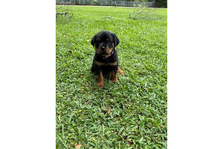 $350 : Cachorros Rottweiler en venta image 5