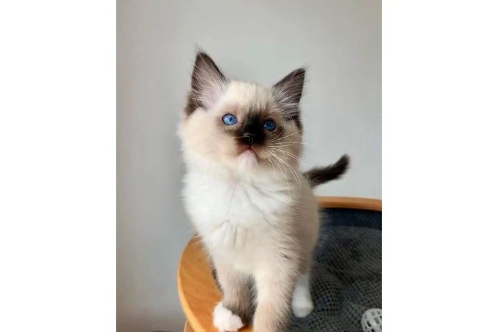 $220 : Beautiful Ragdoll  Kittens image 1