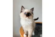 Beautiful Ragdoll  Kittens en Miami