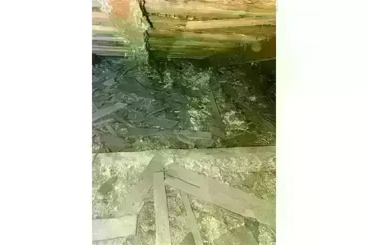 PEST CONTROL image 2