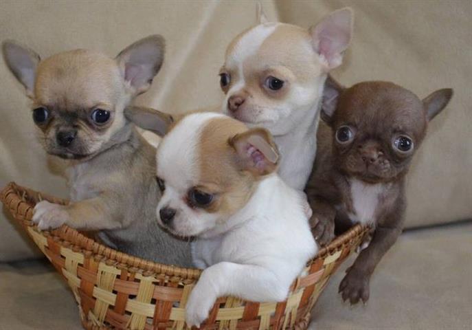 $400 : Chihuahua puppies image 5