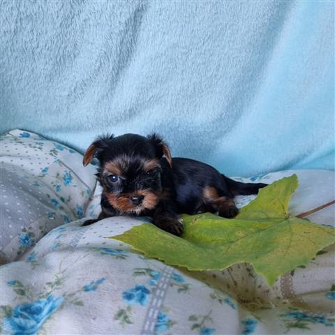 $350 : ALMOND Yorkie puppies for sale image 1