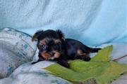 ALMOND Yorkie puppies for sale