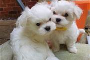 $500 : Super Adorable Maltese Puppies thumbnail