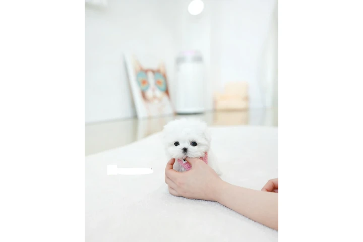 $200 : Pomeranian puppy image 5