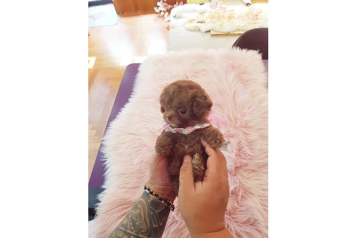 $350 : Micro Poodle image 4