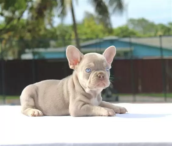 $600 : French bulldogs image 1