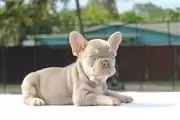 French bulldogs en Las Vegas