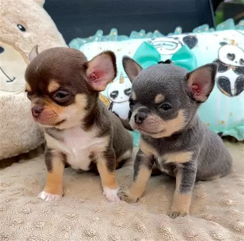 $250 : Chihuahua puppies image 2