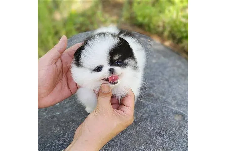$350 : Cachorros Pomerania en venta image 4