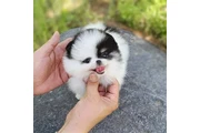 $350 : Cachorros Pomerania en venta thumbnail