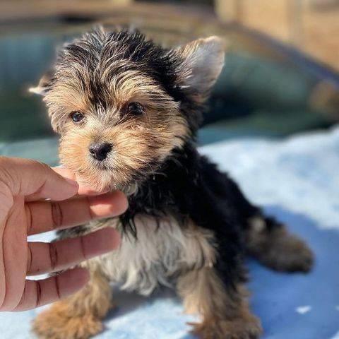 $350 Comfy Yorkie puppies re image 1
