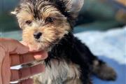 $350 Comfy Yorkie puppies re en Washington DC