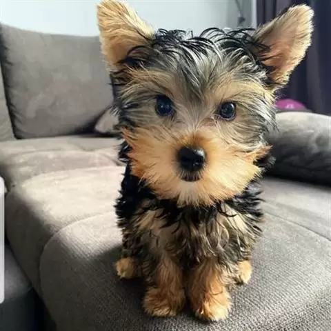 $500 : Yorkie de 11 semanas en busca image 3