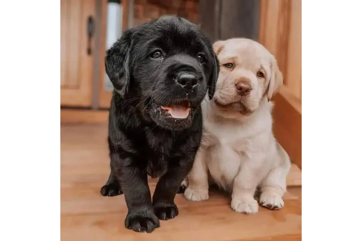 $300 : Regalo de Navidad Labrador image 1