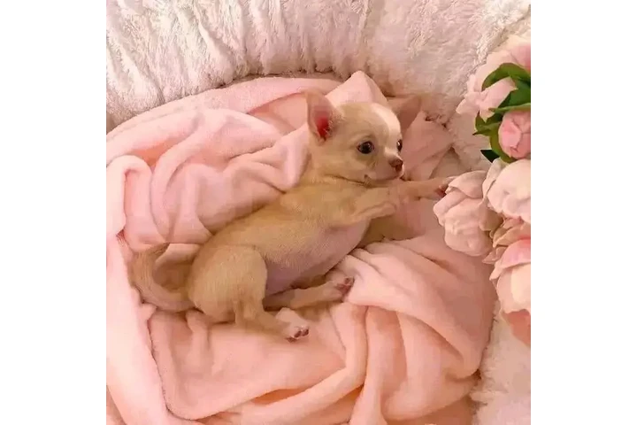 $450 : Cachorros de chihuahua image 3