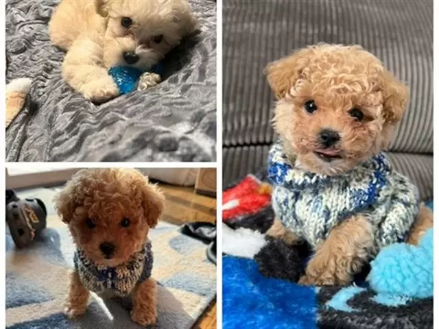 $350 : Maltipoo macho y hembra image 1