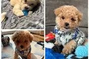 $350 : Maltipoo macho y hembra thumbnail