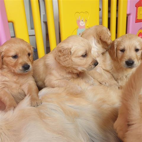 $500 : Golden retriever baby for sale image 3