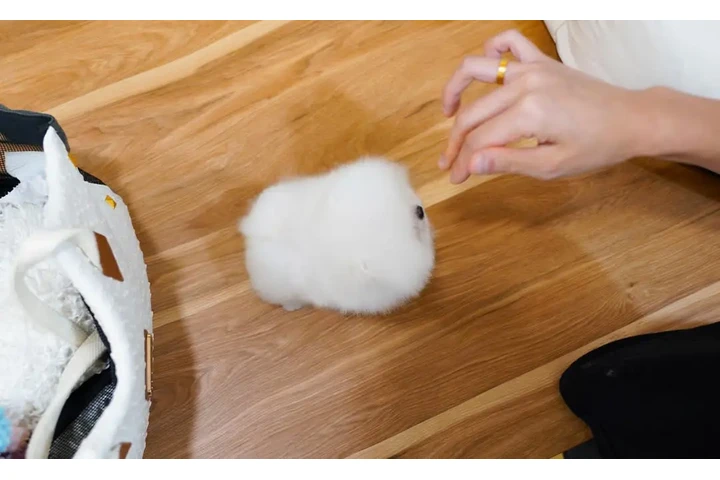 $350 : Pomerania en venta image 3