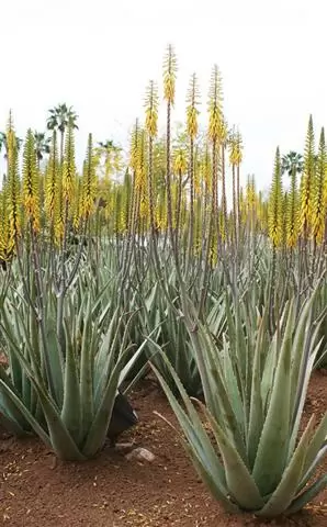 Aloe Vera Gelly (gel de aloe) image 6
