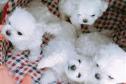 $500 : outstanding maltese pups ready thumbnail