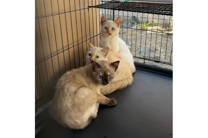 $1 : LINDOS GATITOS image 1