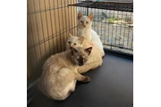 LINDOS GATITOS en Los Angeles