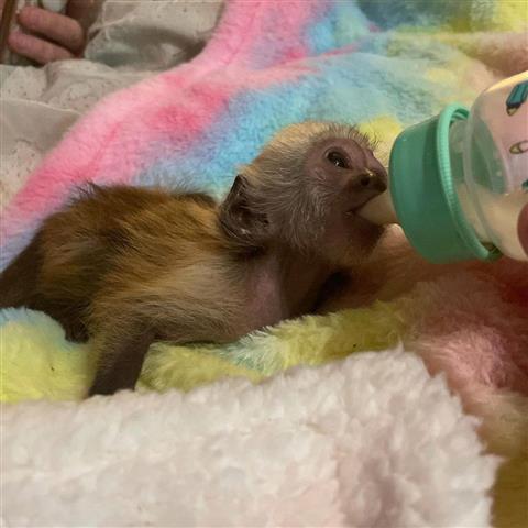 $900 : capuchin baby monkeys for sale image 2