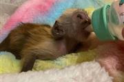 $900 : capuchin baby monkeys for sale thumbnail