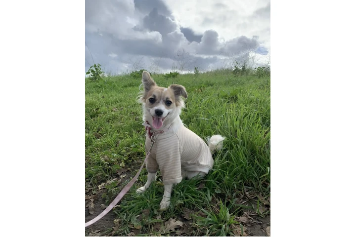 $10 : Regalo perrita image 1