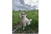 Regalo perrita en Los Angeles