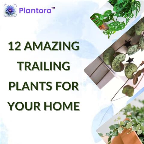 Amazing Trailing Plants For Yo image 1