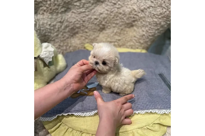 $350 : MALTIPOO EN VENTA image 1