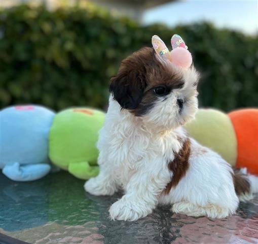 $280 : Adorable Shih Tzu disponible🐾 image 1