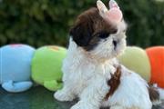 Adorable Shih Tzu disponible🐾