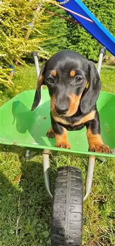 $600 : Cute Dachshund Puppies image 1