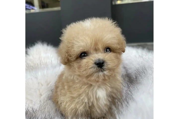 $99 : French bulldog image 1