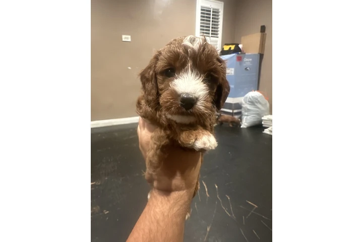 $1800 : Mini Goldendoodle F1b image 7