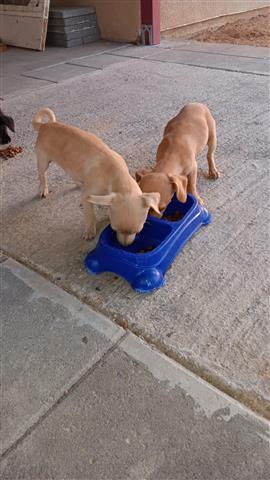 $200 : Chihuahua puppies image 6