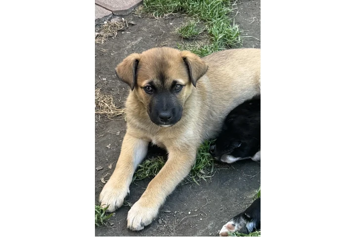 $260 : Cachorrito Belga Malinois image 2