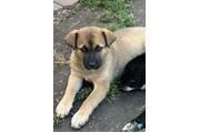 $260 : Cachorrito Belga Malinois thumbnail