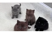 Shorthair Kittens Ready en San Jose