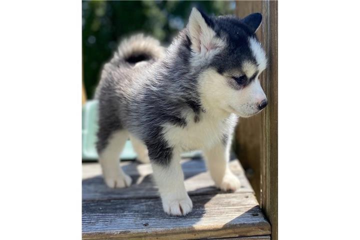 $500 : Pomsky y husky Perritos venta image 3