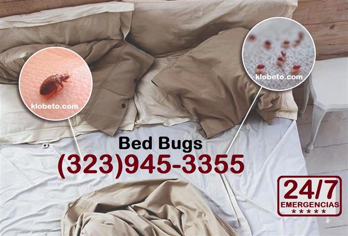 *TERMITE-PEST CONTROL SERVICE* image 2