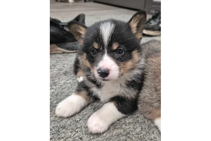 $2000 : Reg'd Pembroke Welsh Corgi image 6