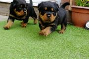 Rottweiler Puppies For Sale - en Honolulu