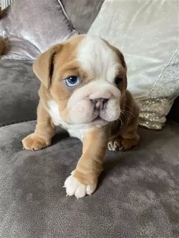 $700 : cachorros de bulldog inglés image 4