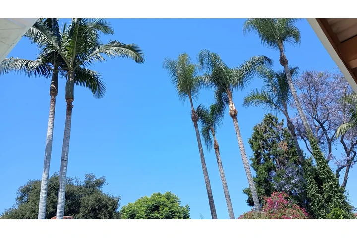 Trees cervise image 8