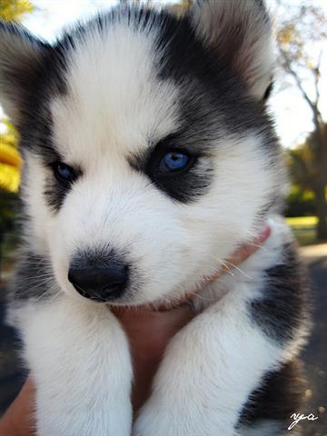 $600 : Amazing Siberin Husky Puppie image 2